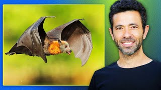 How Bat's Echolocation, Vision, and Experimentation | Yovel Bat Lab