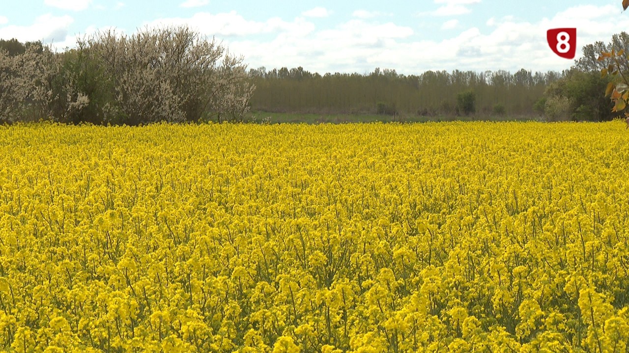 'Campo Palentino' (16-4-2026)