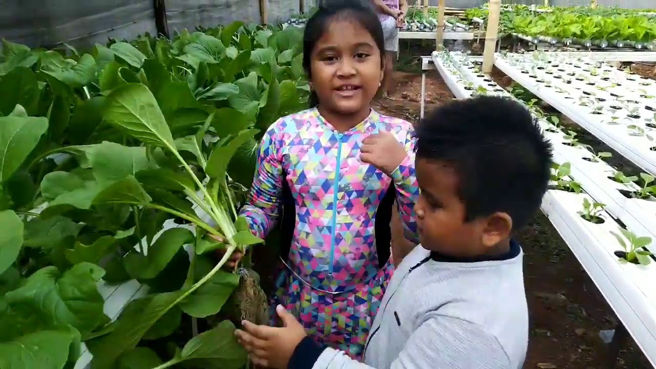 Budidaya sayuran hidroponik di Lampung 