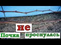 А вы уже открыли свой виноград в открытом грунте?