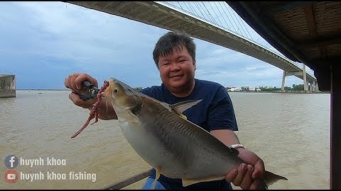 CÂU CÁ BASA SÔNG TIỀN TẠI CẦU MĨ THUẬN