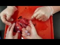 Heart Dissection A&amp;P2