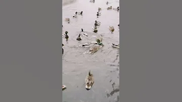 Ducks Quacking Duck Sound Effects For Relaxation And Enjoying Mother Nature Duck Ducks Birds 