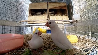 Java Sparrow Build Their Nest Part 2