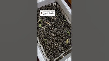 Nuôi ốc nhồi cần chuẩn bị những gì ? #ocbuouden #ốcbươuđen #ocnhoi