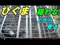 ひぐまを箱罠で捕獲しました ! 箱罠の上から熊の活動をご覧ください。