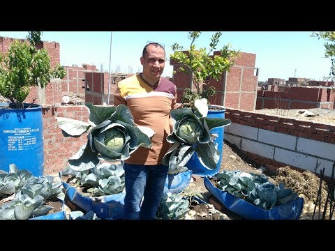 فيديو: كيفية زراعة الكرنب للشتلات في المنزل ومتى