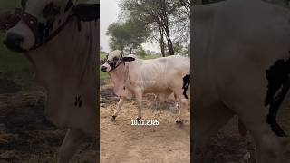 5 month palai result from 4M Dairy &amp; Cattle Farm ❤️(please do say ما شاء الله)
