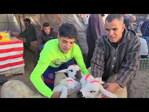 مباشرة من جمعة كيسر إقليم سطات بتاريخ 25 07 2025