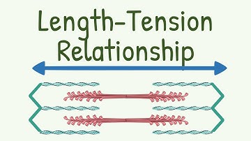 Length Tension Relationship || Length-Tension Diagram of Muscle