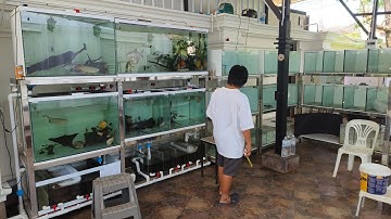 Sand อนามัยงามเจริญ - หน้างานระบบ Overflow All Services สำหรับตู้ปลา 2 ชั้น 2 ชุด พร้อมฝาตู้ปลา