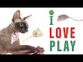 SPHYNX CAT 😻 FUNNY HAIRLESS CAT PLAYING 2020