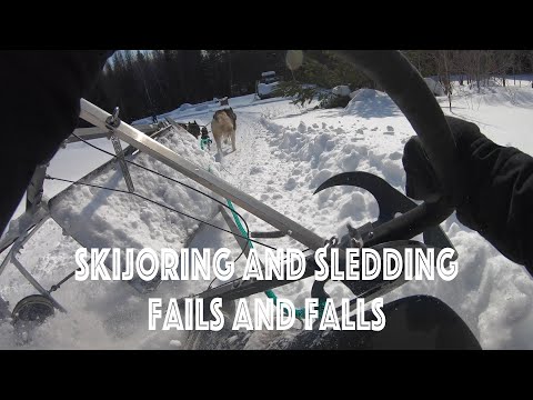 Video: Skijoring: Isang Kumbinasyon Ng Cross Country Skiing At Dog Sledding