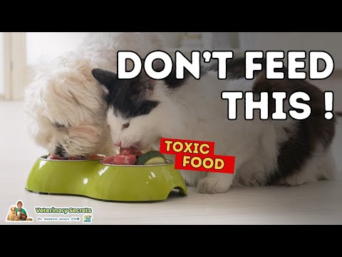 Video: Is Dry Food Harmful For Cats: Dangerous Ingredients In The Composition, What Harm Can Low-quality Food Cause, The Opinion Of Veterinarians