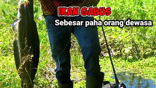 GEMETAR.! TERLIHAT JELAS DISAMBAR MONSTER GANAS || 3 keluarga Makan 1 ekor