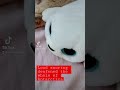 The seal lay down to sleep. Loud snoring. Котенок и тюлень. Храп 😴 в Антарктике