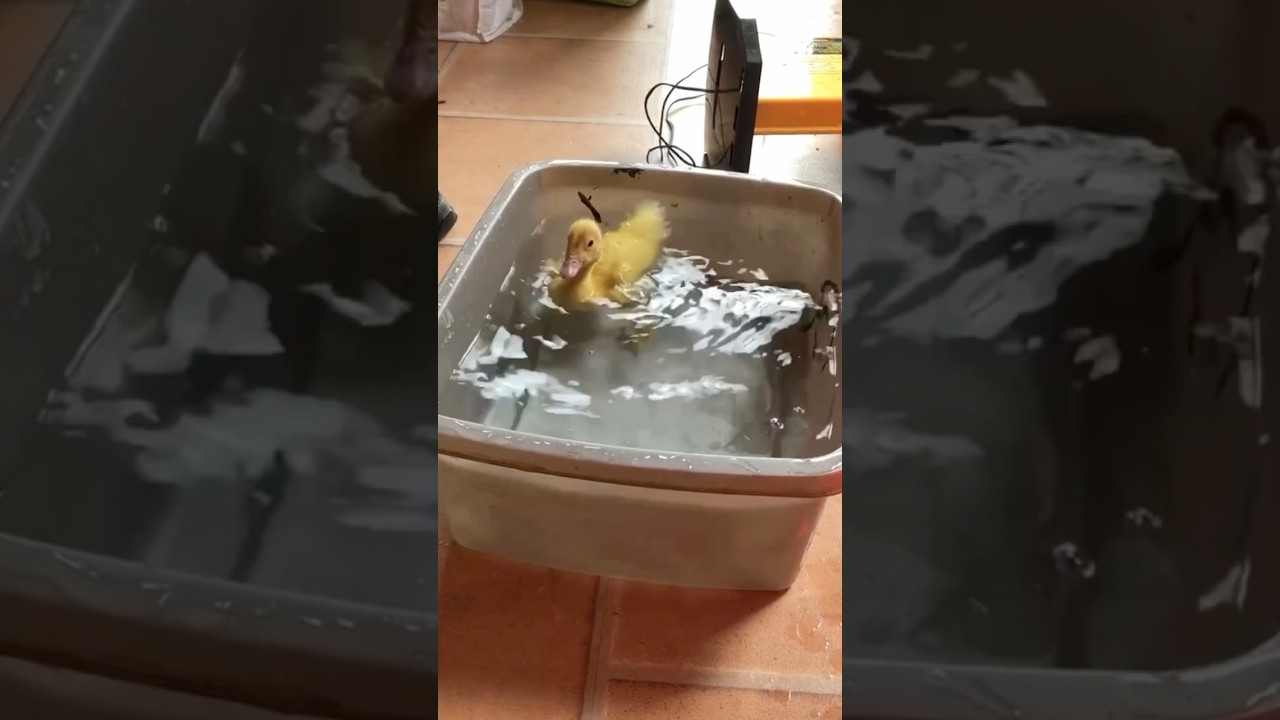Baby Duckling Bath Time Water Zoomies 
