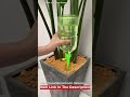 Plants Household Automatic Waterers | That Will Save Your Time | New Smart Gadgets | #Shorts