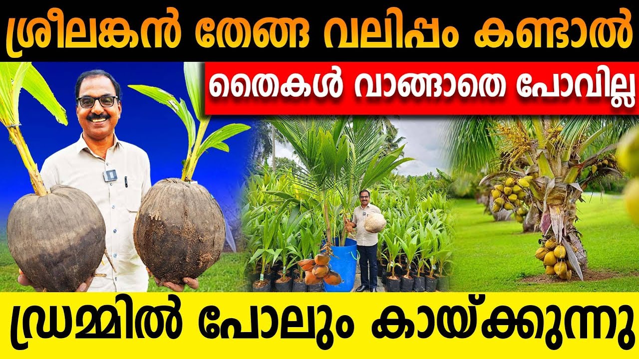 ശ്രീലങ്കൻ തേങ്ങ വലിപ്പം കണ്ടാൽ തൈകൾ വാങ്ങാതെ പോവില്ല | ഡ്രമ്മിൽ പോലും കായ്ക്കുന്നു 