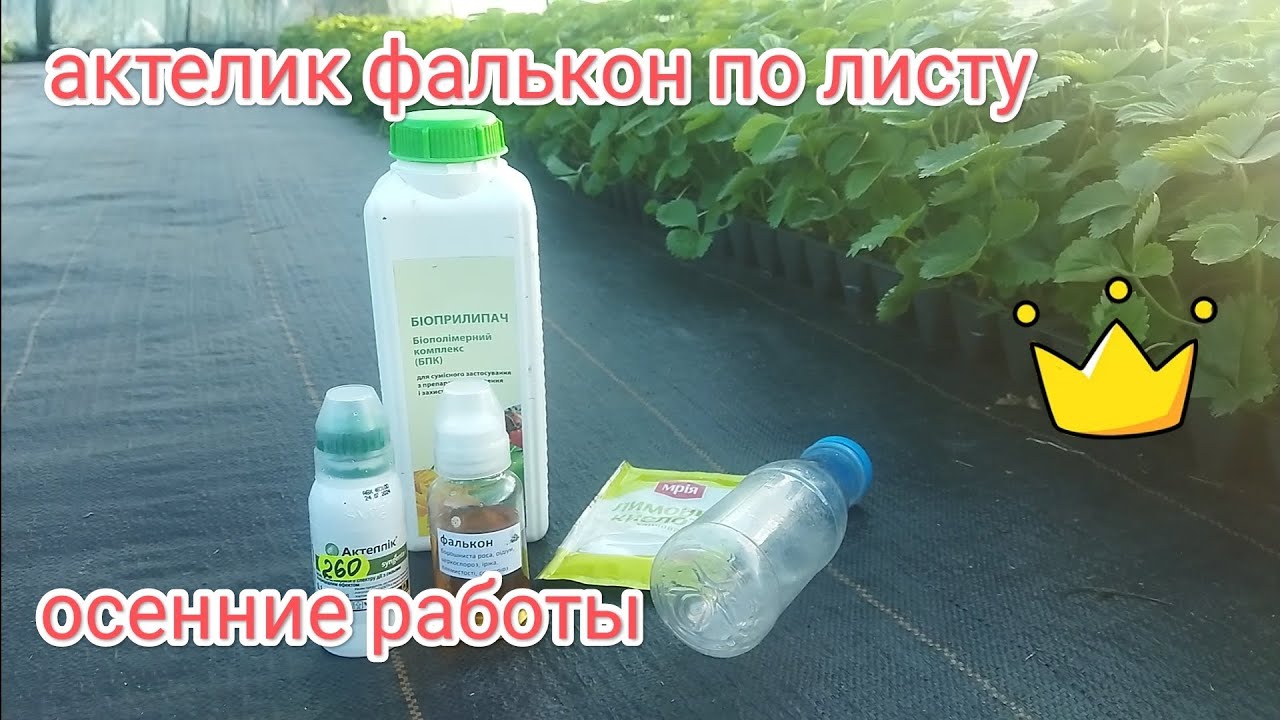 Обработки кассетной рассады клубники, актеллик фалькон по листу , осенние работы на клубнике 