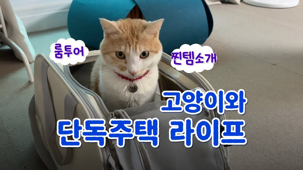 주택 사는 고양이네 집소개🐱🌿 스마트홈 미쳤다💡 광고 없는 추천템 ｢ 밥은 멍고 다니냥 ｣