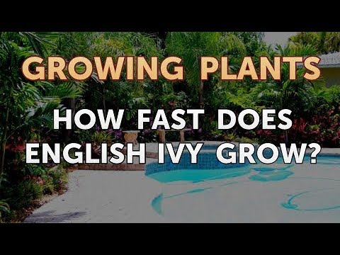अंग्रेजी आइवी कितनी तेजी से बढ़ती है?