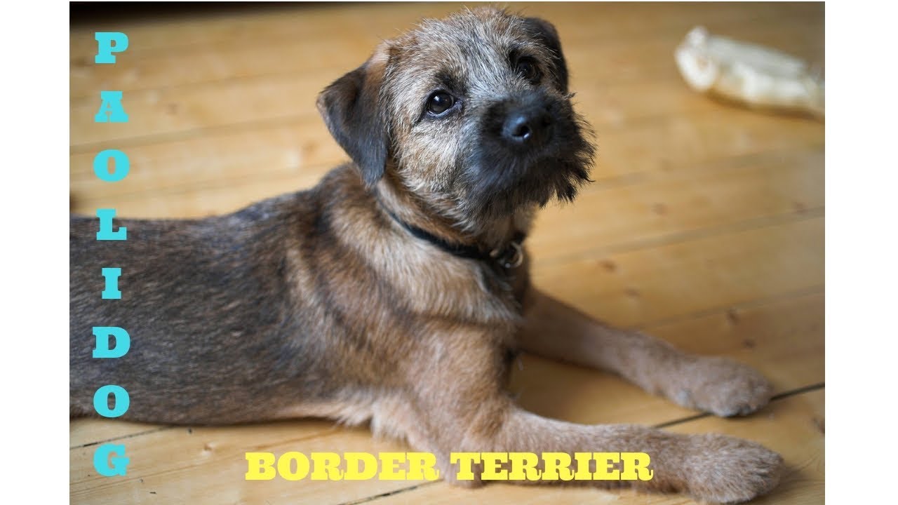 BORDER TERRIER   TOP 10 INTERESTING FACTS