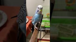 Попрыгунчик