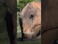 RHINOS and ELEPHANTS are both essential to this game reserve's ECOSYSTEM! | #EarthX #Shorts