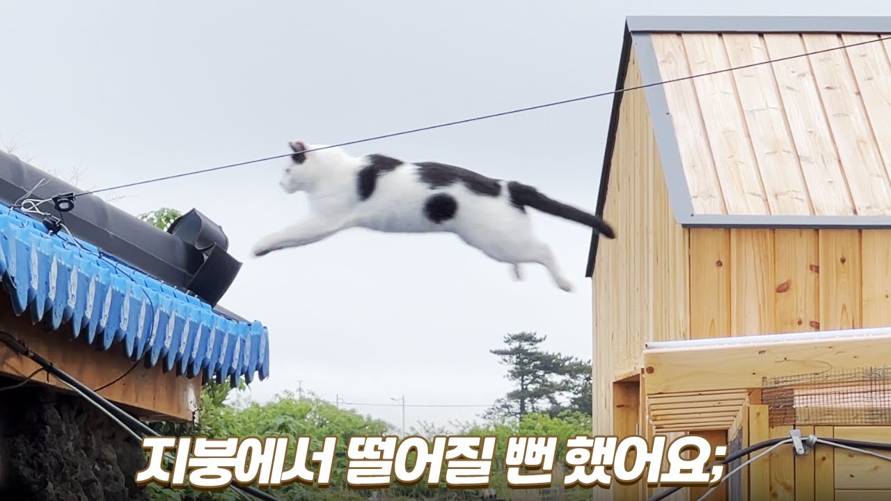 지붕 위에 잘못 올라갔다가 큰일 날 뻔한 길냥이 | 쫀니와 쪼꼬미들 | 🏝️베베집사 제주살이