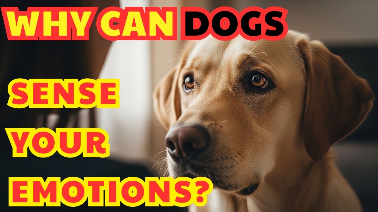 5 Scientific Reasons Your Dog Understands Your Emotions Better Than Humans