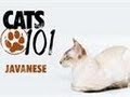 Javanese | Cats 101 の動画、YouTube動画。