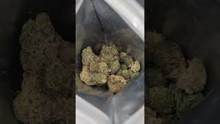 Download Lagu The Essence - Gas Powered Cake MP3