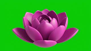 Lotus Green Screen | Lotus Flower Green Screen Video