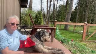 How to make racing jackets for LGRA & ASFA. by Gimme 5 Dog Training with Serendipity Sighthounds 20 views 1 month ago 3 minutes, 8 seconds