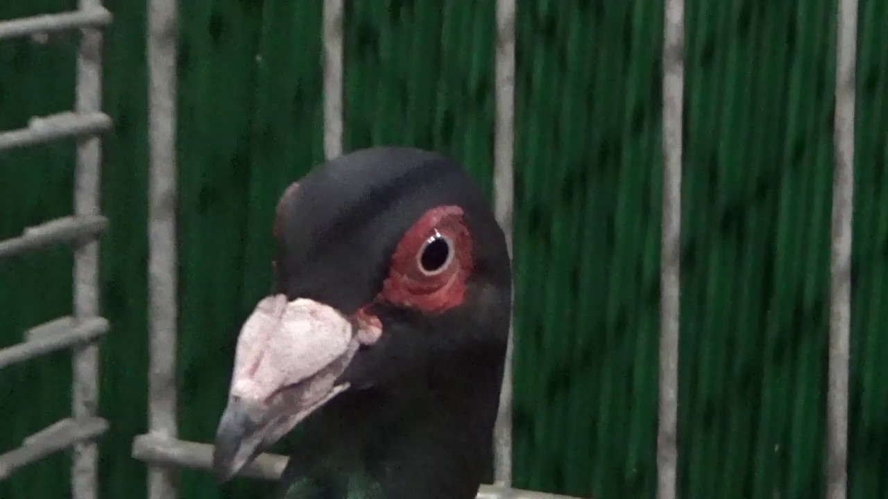 Französische Bagdette in schwarz - VDT-Schau Erfurt 2016