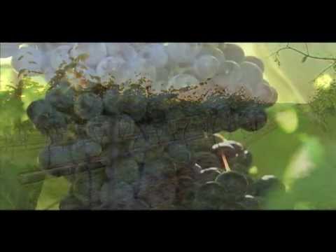 Video: Grape Crown Gall Información – Tratamiento de las uvas con Crown Gall
