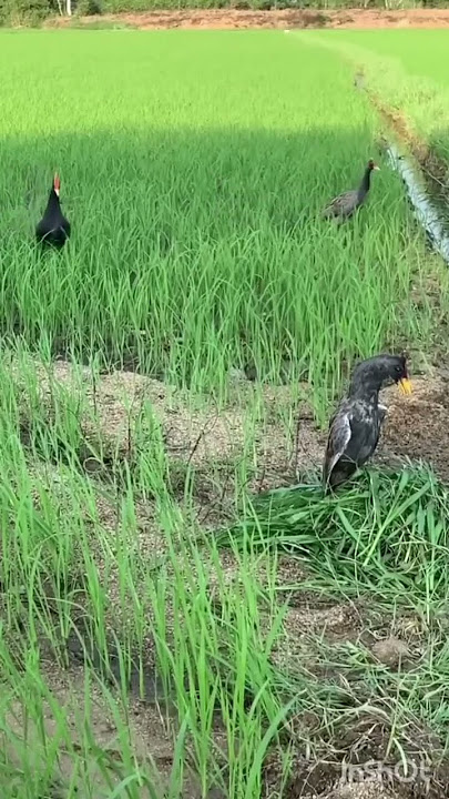 inilah Sosok Burung Ayam Ayaman‼️