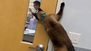When Dramatic Cats Realize It's Their Turn For The Vet Checkup 🩺🤣