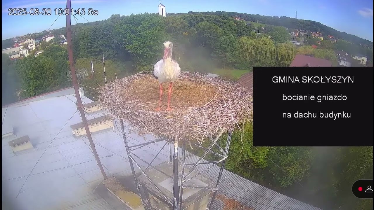 Czy to było pożegnanie z gniazdem ? /30.08.25 / Bocian biały Skolyszyn PL