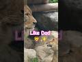 パパみたいになりたい🦁✨父をまねする子ライオンたち|のんほいパーク #shorts