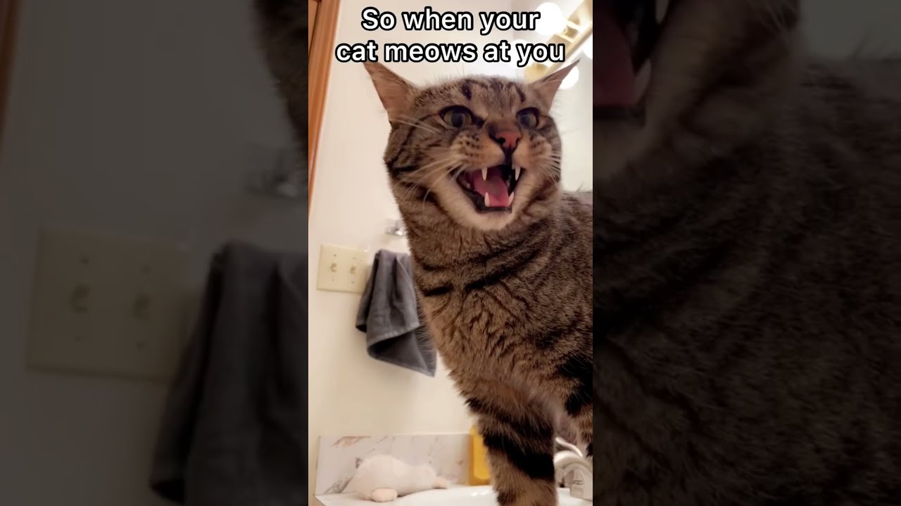 THIS Is Why Cats Meow