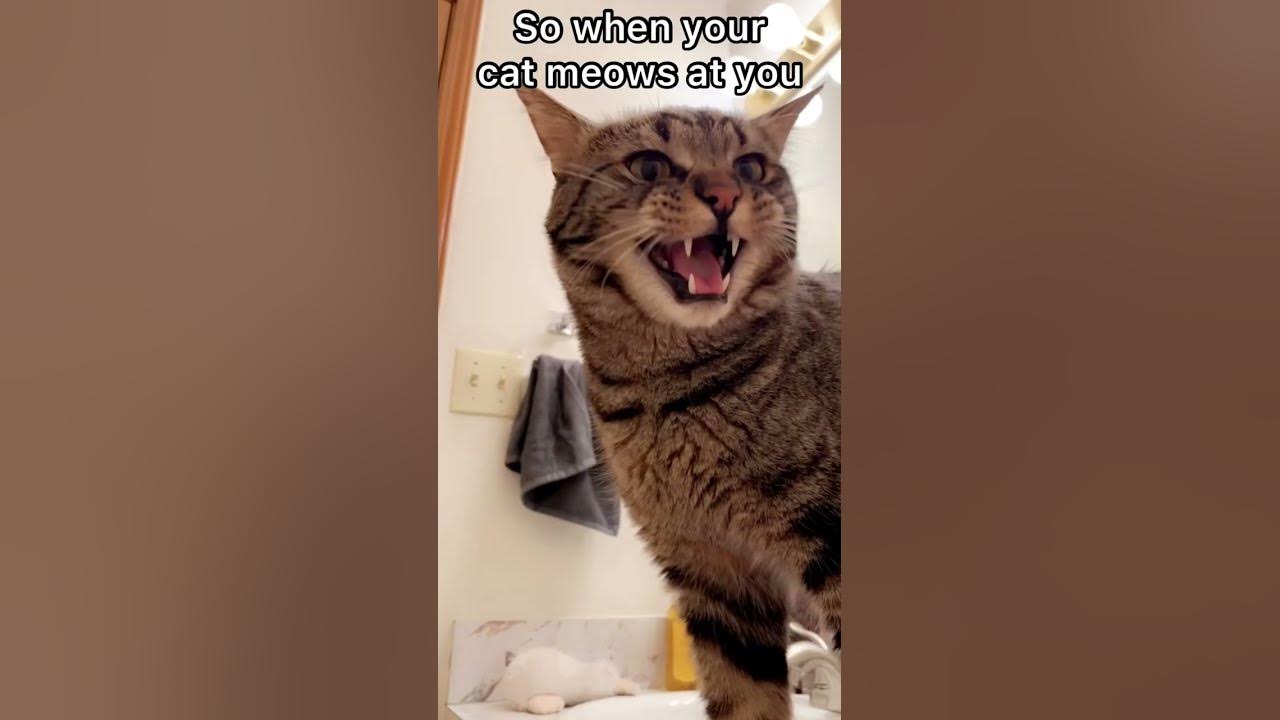 this-is-why-cats-meow-youtube