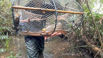 May Mắn Bất Ngờ! Lờ Trong Rừng Tràm Dính Lươn Đồng Khủng Gần 1 Ký | Cá Lóc,Cá Trê Lai To Quá Đã 2025