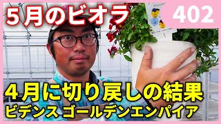 4月に切り戻したビオラの現状 By 園芸チャンネル 402 園芸 ガーデニング 初心者 Youtube