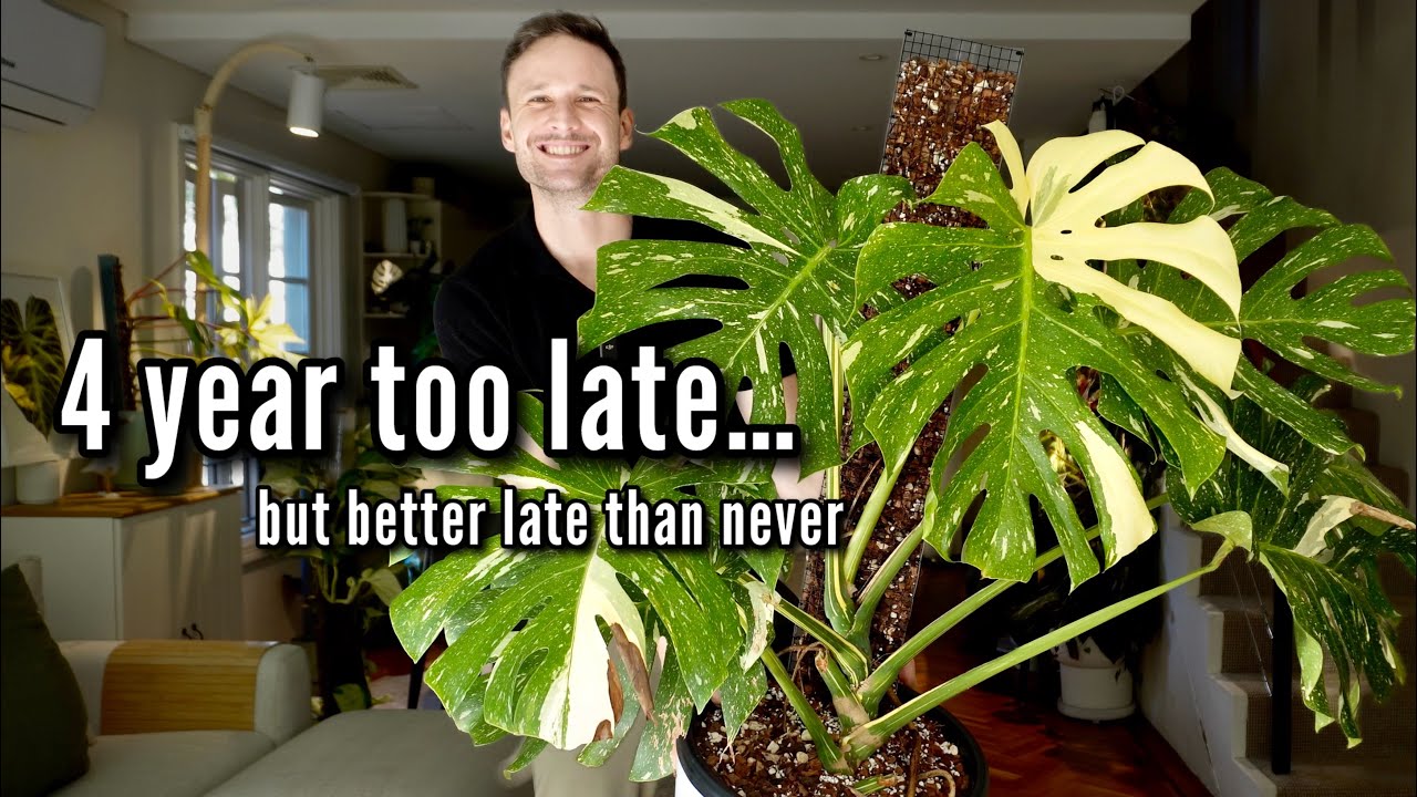 Watch this before you pot up your Thai Constellation - from Crawler to Climber