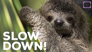 Why Are Sloths So Slow?