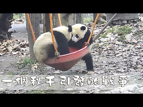 《熊貓早晚安》一個秋千引發的戰爭 | iPanda熊貓頻道