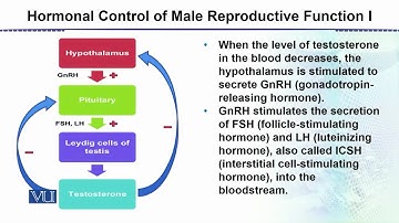 Hormonal Control of Male Reproductive Function | Animal Form & Function 2 Theory | ZOO517T_Topic139