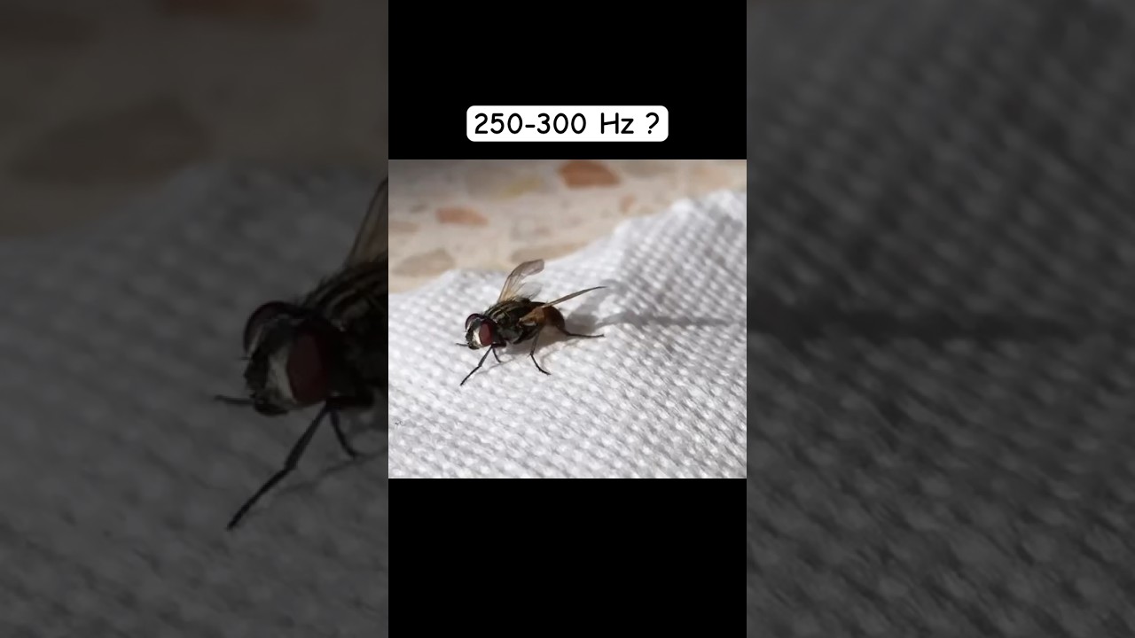 Why Catching a fly is Almost Impossible ? 